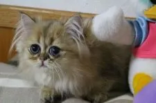 ペルシャ(チンチラ)【愛知県・男の子・2015年5月21日・チンチラゴールデン】の写真5