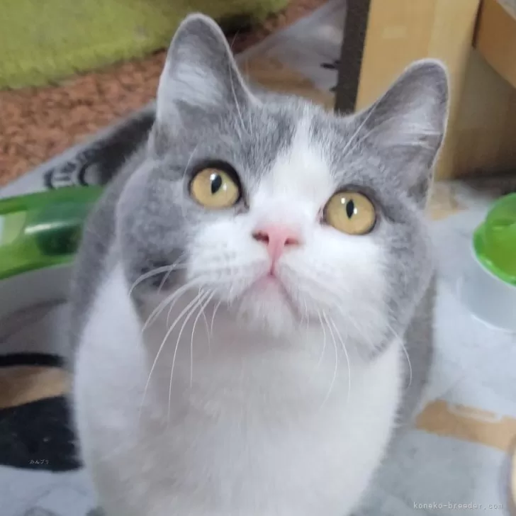 ID：2407-00834の子猫