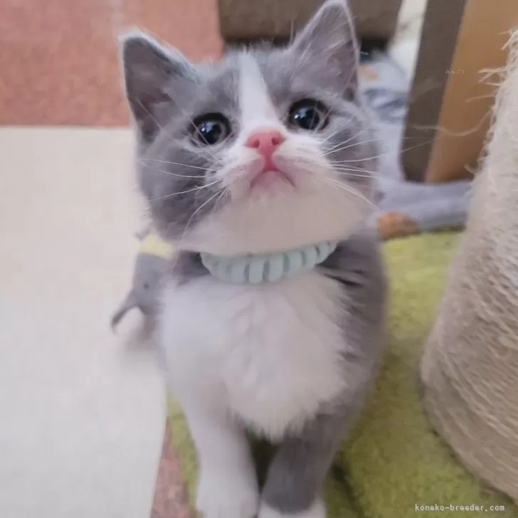 T.Nてんしんらんまん 様のお迎えした子猫