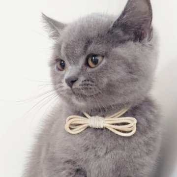 ブリティッシュショートヘア【愛知県・男の子・2025年4月23日・ブルー】の写真「7匹兄妹ですくすく成長しました(^^)」
