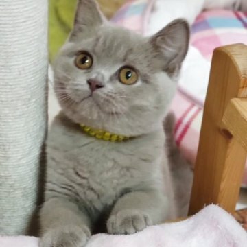 ブリティッシュショートヘア【愛知県・女の子・2025年11月27日・ライラック】の写真「ムチムチボディの女の子」