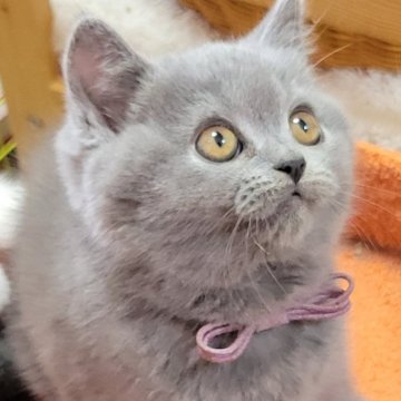 ブリティッシュショートヘア【愛知県・女の子・2025年4月23日・ブルー】の写真「7匹兄妹ですくすく成長しました(^^)」