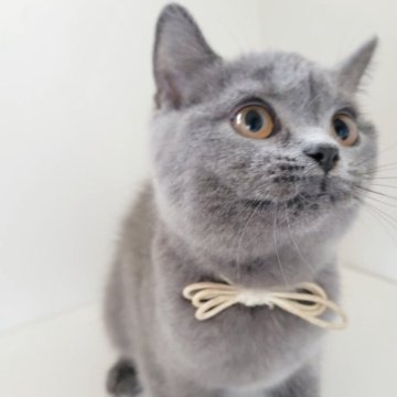 ブリティッシュショートヘア【愛知県・男の子・2025年4月23日・ブルー】の写真「サマーセールだよ!
暑いけど可愛い子猫と過ごそう」