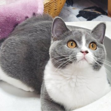 ブリティッシュショートヘア【愛知県・女の子・2025年4月23日・ブルー&ホワイト】の写真「安定の大きさだよ」