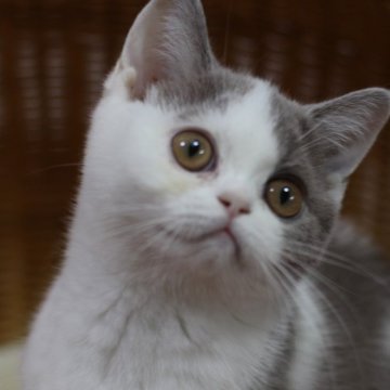 ブリティッシュショートヘア【愛知県・女の子・2025年4月23日・ライラック&ホワイト】の写真「暑いけど可愛い子猫と過ごしませんか?」