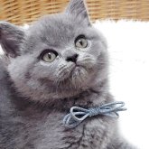 ブリティッシュショートヘア