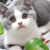 ブリティッシュショートヘア