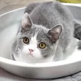ブリティッシュショートヘア