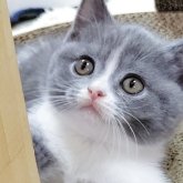 ブリティッシュショートヘア