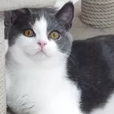 ブリティッシュショートヘア