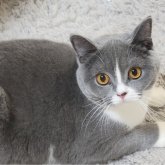 ブリティッシュショートヘア