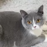 ブリティッシュショートヘア