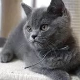 ブリティッシュショートヘア