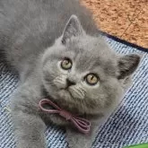 ブリティッシュショートヘア