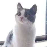 ブリティッシュショートヘア