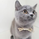 ブリティッシュショートヘア