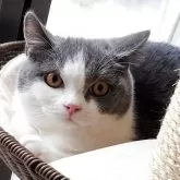 ブリティッシュショートヘア