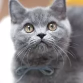 ブリティッシュショートヘア