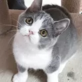 ブリティッシュショートヘア