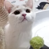 ブリティッシュショートヘア