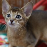 アビシニアン