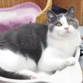 ブリティッシュショートヘア