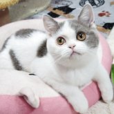 ブリティッシュショートヘア