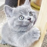 ブリティッシュショートヘア