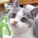 ブリティッシュショートヘア
