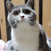 ブリティッシュショートヘア