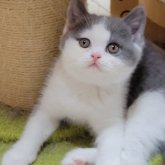 ブリティッシュショートヘア