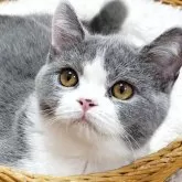 ブリティッシュショートヘア