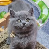 ブリティッシュショートヘア