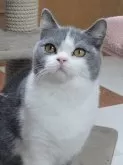 ブリティッシュショートヘア【愛知県・男の子・2024年5月11日・ブルー&ホワイト】の写真2