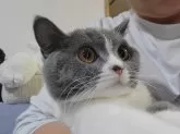 ブリティッシュショートヘア【愛知県・女の子・2025年4月23日・ブルー&ホワイト】の写真4