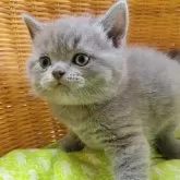 ブリティッシュショートヘア【愛知県・男の子・2025年4月26日・ブルー】の写真8