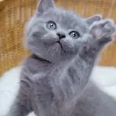 ブリティッシュショートヘア【愛知県・男の子・2025年4月26日・ブルー】の写真3