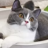 ブリティッシュショートヘア【愛知県・女の子・2025年4月23日・ブルー&ホワイト】の写真5