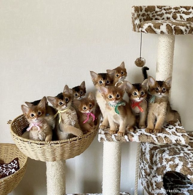 ルディ＆レッド　ソマリ子猫達｜大原　有花(おおはら　ゆか)ブリーダー(大阪府・ソマリ・CFA/TICA登録)の紹介写真8