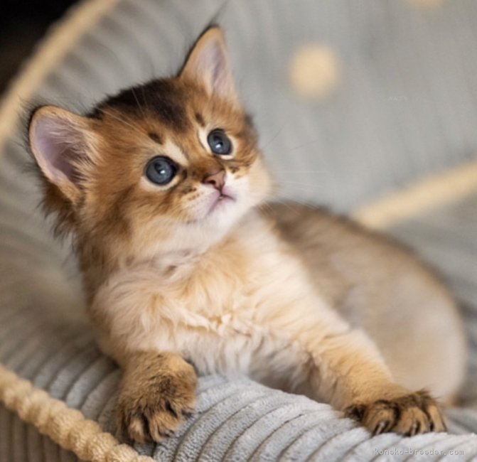 ルディソマリ　子猫｜大原　有花(おおはら　ゆか)ブリーダー(大阪府・ソマリ・CFA/TICA登録)の紹介写真9