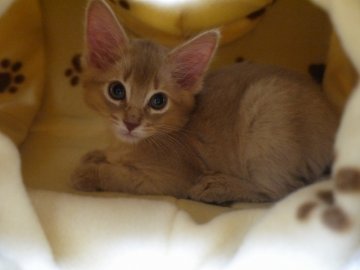 ソマリ【大阪府・男の子・2012年8月13日・フォーン】の写真「」