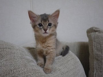 ソマリ【大阪府・男の子・2012年8月13日・ブルー】の写真「」