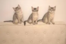 ソマリ【大阪府・男の子・2018年10月7日・ブルー】の写真4