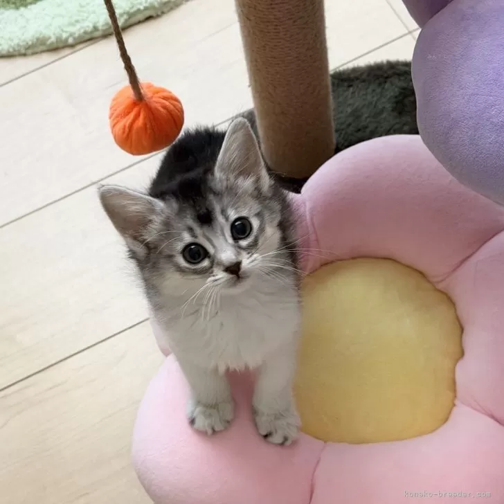 ID：2602-00087の子猫