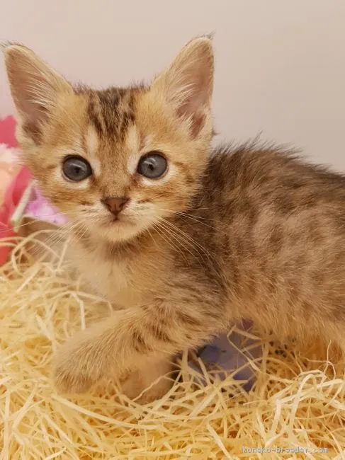ID:1908-01820の子猫