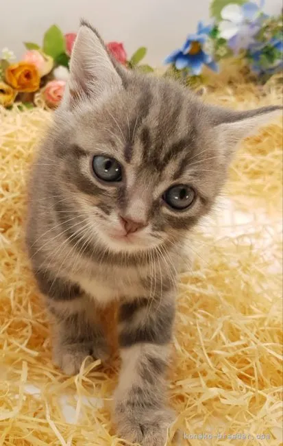 ID:2205-02218の子猫