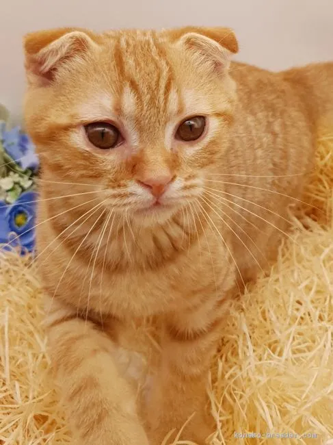 ID:1905-00245の子猫