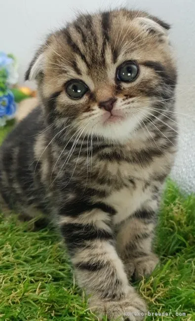 ID：2308-02059の子猫