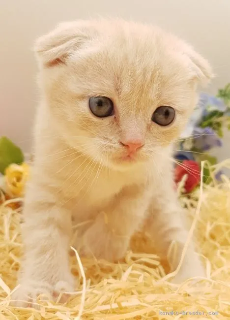 ID:2102-01765の子猫