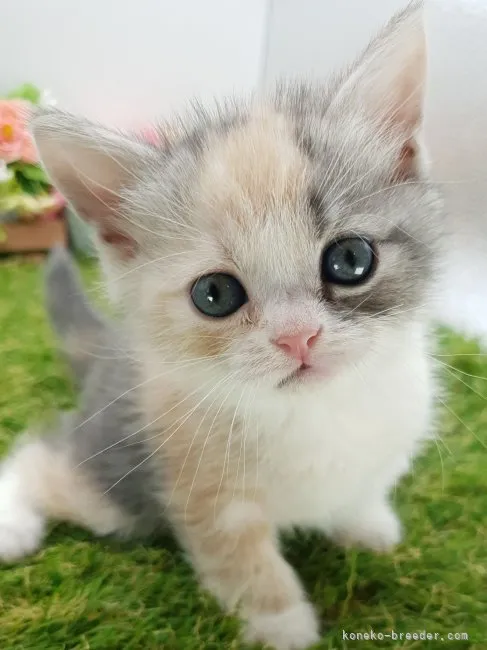 やのっち 様のお迎えした子猫